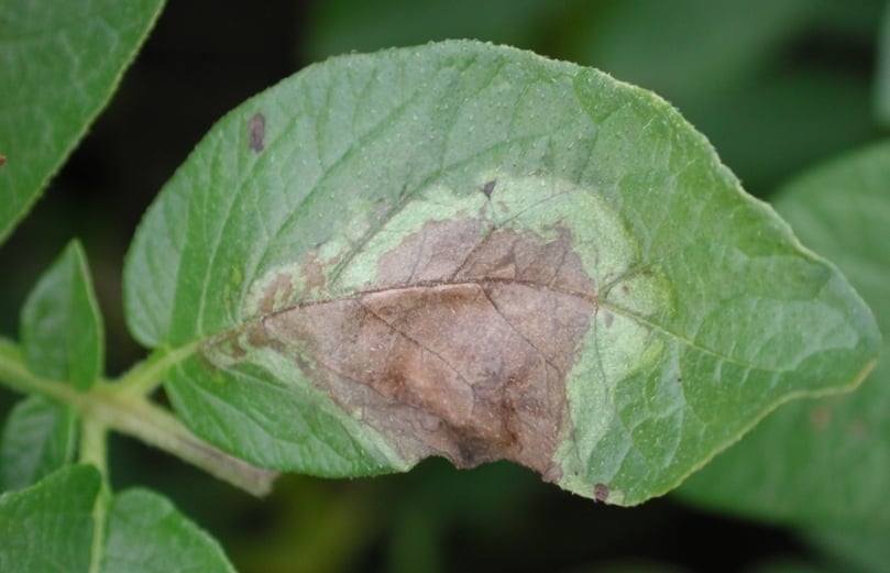 Late blight (Phytophthora Infestans) lesions on a potato leaf (Courtesy: Jeff Miller, Miller Research LLC) Late blight (Phytophthora Infestans) lesions on a potato leaf (Courtesy: Jeff Miller, Miller Research LLC)