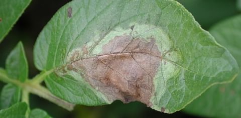 Idaho late blight outbreak is the worst since 1998