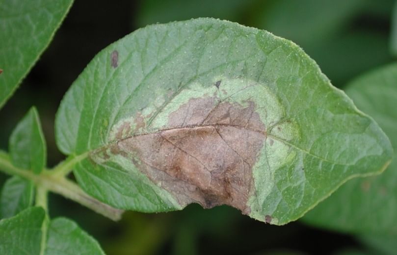 Late blight (Phytophthora Infestans) lesions on a potato leaf (Courtesy: Jeff Miller, Miller Research LLC)