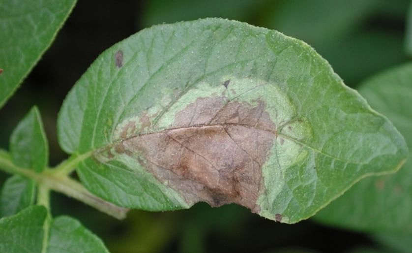 Late blight (Phytophthora Infestans) lesions on a potato leaf (Courtesy: Jeff Miller, Miller Research LLC) 