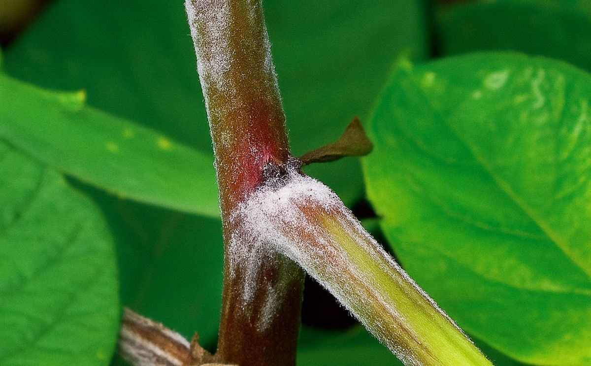 Targeting Late Blight in Canada