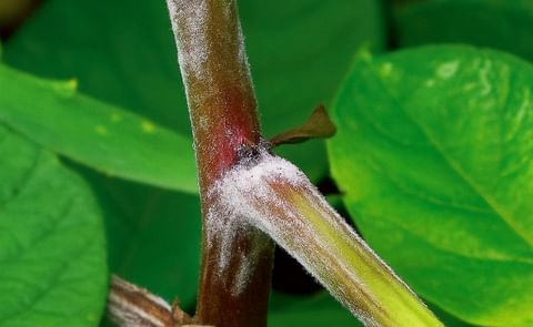 Targeting Late Blight in Canada Targeting Late Blight in Canada