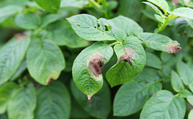 Disease Expression of Late Blight in Potato Under Favorable Conditions