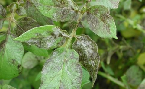 A potato leaf affected by late blight (Courtesy: Sue Boyetchko, AAFC) A potato leaf affected by late blight (Courtesy: Sue Boyetchko, AAFC)