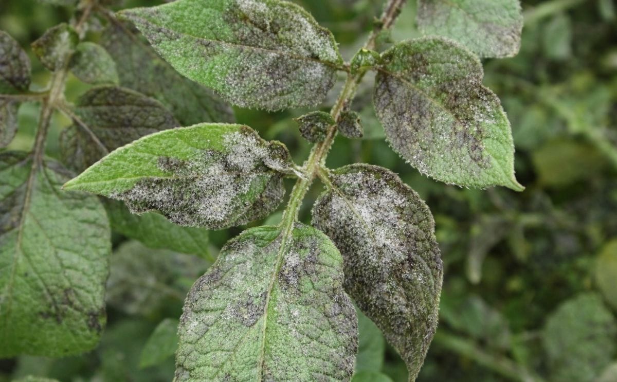 A potato leaf affected by late blight (Courtesy: Sue Boyetchko, AAFC)