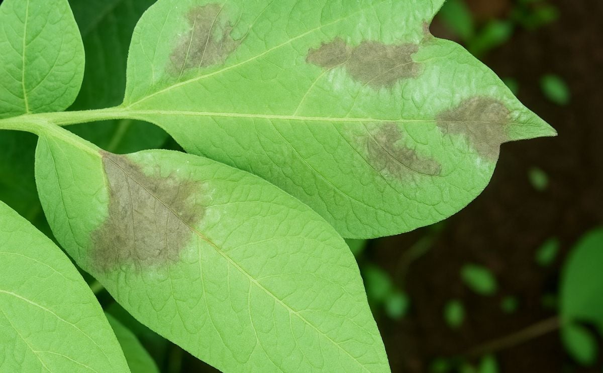 Late blight (Phytophthora Infestans) Late blight (Phytophthora Infestans)