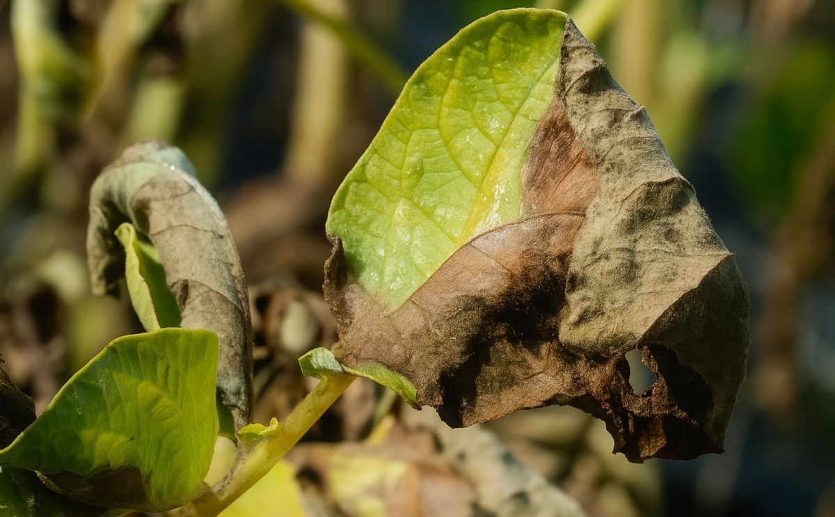 Blightcast warnings (UK) adapted to more aggressive blight strains