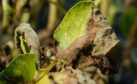 Blightcast warnings (UK) adapted to more aggressive blight strains Blightcast warnings (UK) adapted to more aggressive blight strains