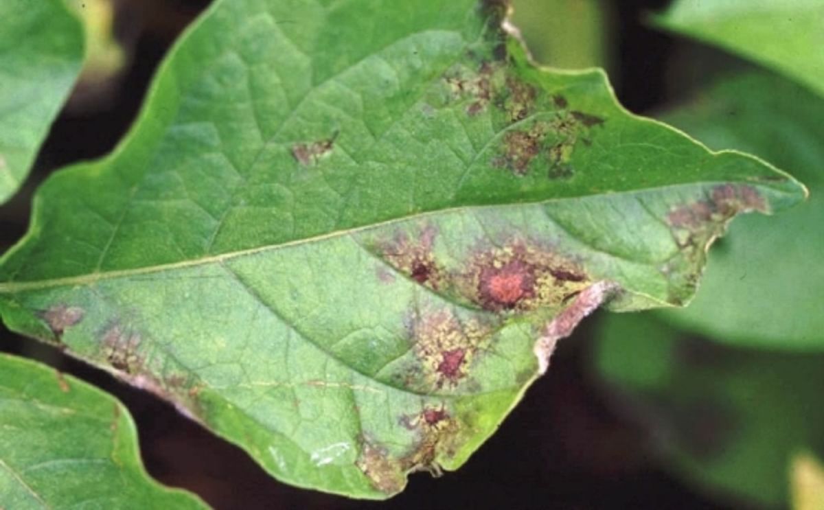 Late blight (Phytophthora Infestans) on a potato leaf Late blight (Phytophthora Infestans) on a potato leaf