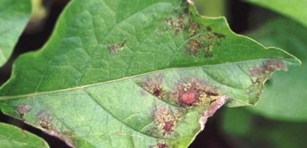 Late blight (Phytophthora Infestans) on a potato leaf