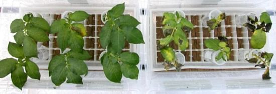 A side-by-side comparison of potato plants with late blight. The plants on the left were treated with the naturally-occurring bacteria and the ones on the right were not. (Courtesy: Sue Boyetchko).