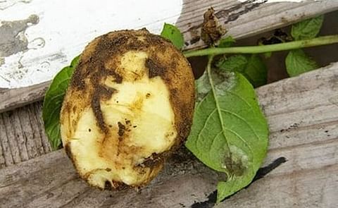 New resistance gene against potato late blight identified New resistance gene against potato late blight identified