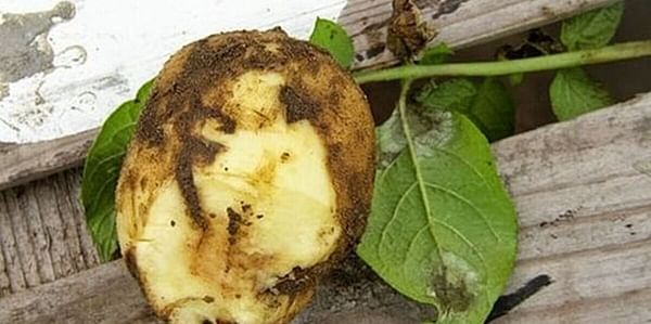 New resistance gene against potato late blight identified