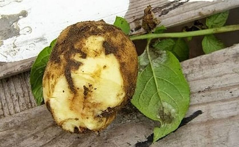 New resistance gene against potato late blight identified