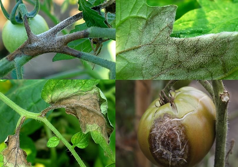 Late blight symptoms on tomato (Courtesy: USAblight)