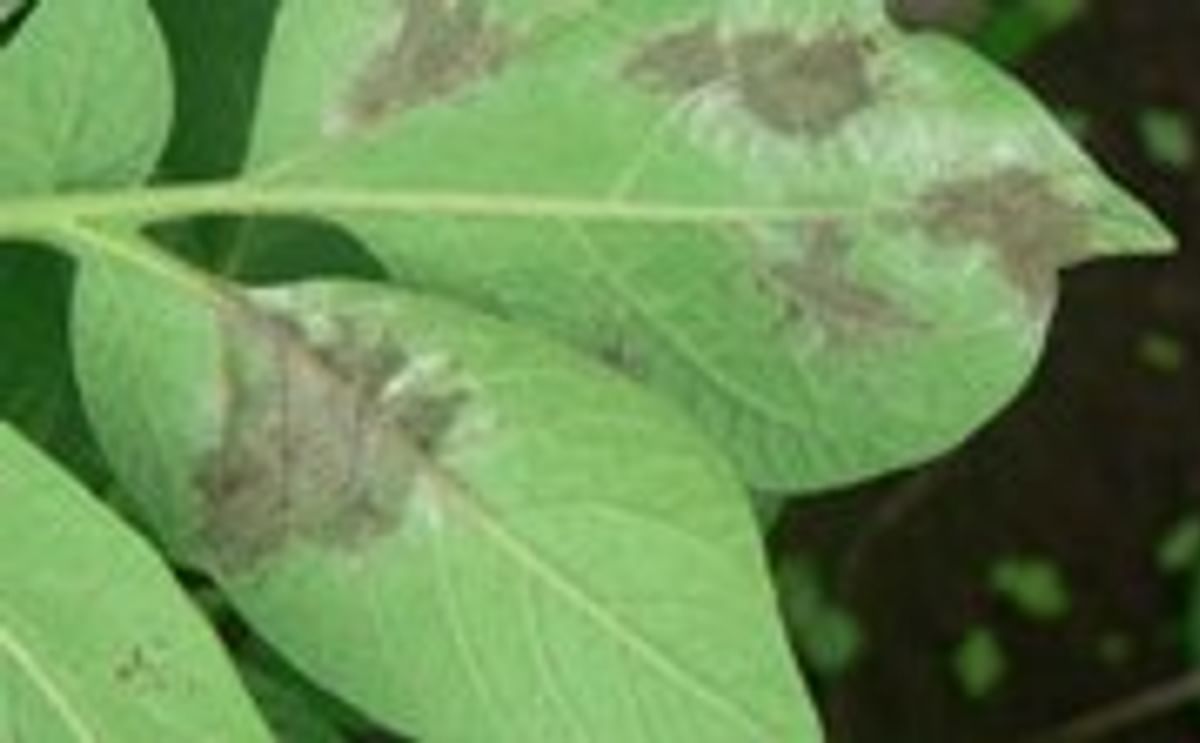 Phytophthora aantasting in aardappel Phytophthora aantasting in aardappel