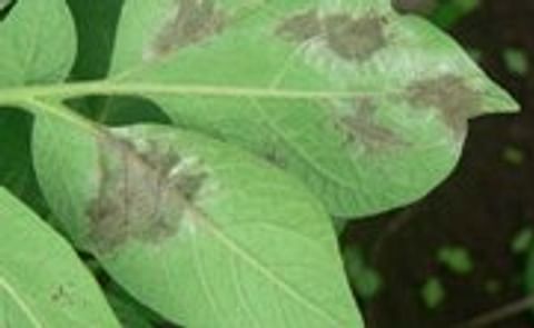 Late blight threatens Manitoba potato crop Late blight threatens Manitoba potato crop