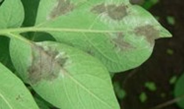  Late blight (Phytophthora Infestans) on a potato leaf