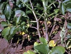 Late blight affected potato plants