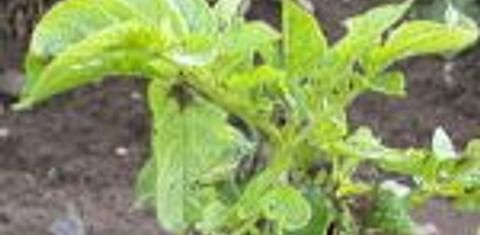  late blight affected potato plant