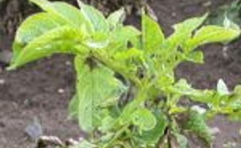 Decision support system can help reduce the use of pesticides in Danish potato production Decision support system can help reduce the use of pesticides in Danish potato production