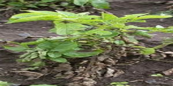  late blight affected potato plant