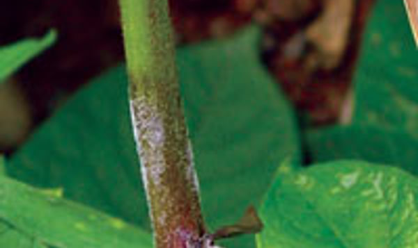 Late blight Late blight