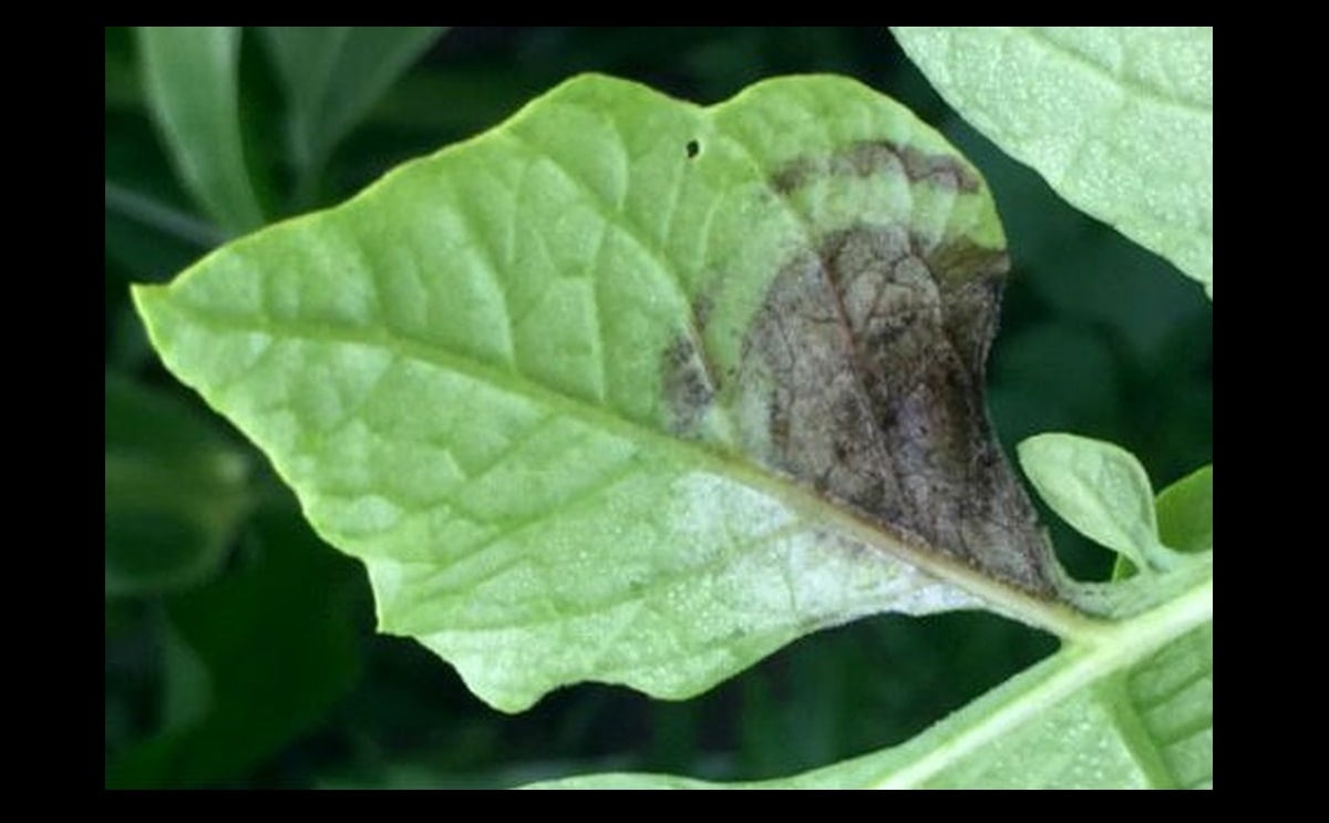 Late blight detected in central Wisconsin, southern Washington Late blight detected in central Wisconsin, southern Washington