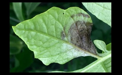 Late blight has been confirmed in a potato field in central Wisconsin. Late blight has been confirmed in a potato field in central Wisconsin.