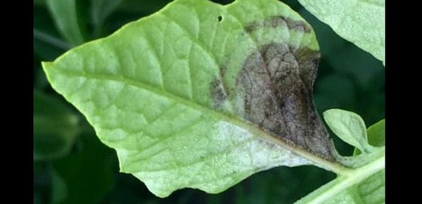 Late blight detected in central Wisconsin, southern Washington