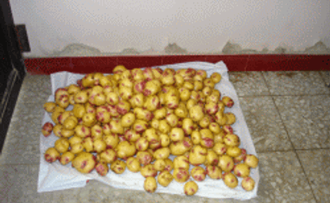 Cómo construir una lavadora de papa manual Cómo construir una lavadora de papa manual