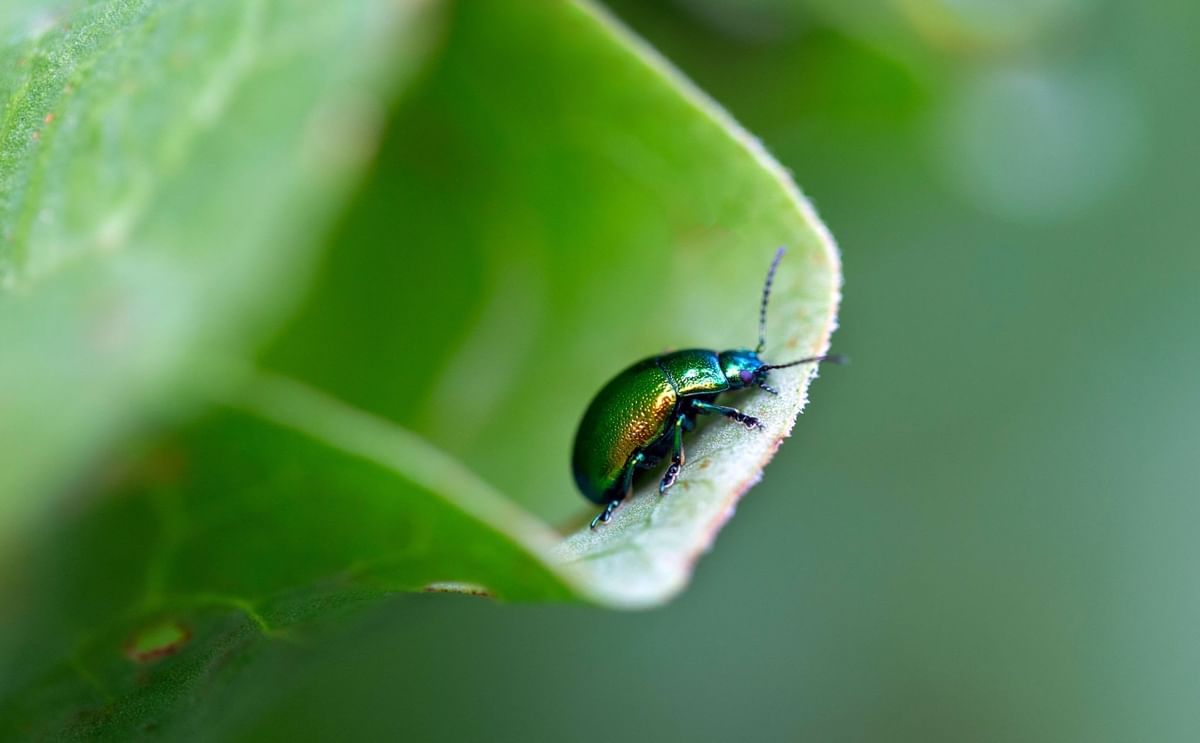 Leaf Beetle