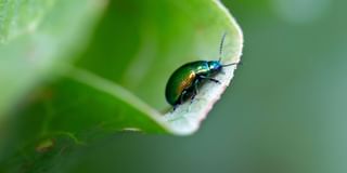 Leaf Beetle Leaf Beetle