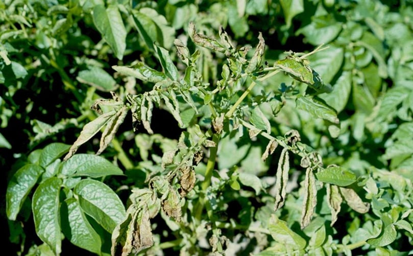 Daño foliar por escarabajo de la patata y larvas