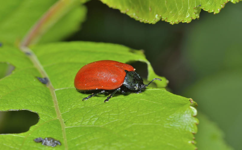 Leaf Beetles (Chrysomelidae): Host Range Diversity and Crop Interaction Dynamics Leaf Beetles (Chrysomelidae): Host Range Diversity and Crop Interaction Dynamics