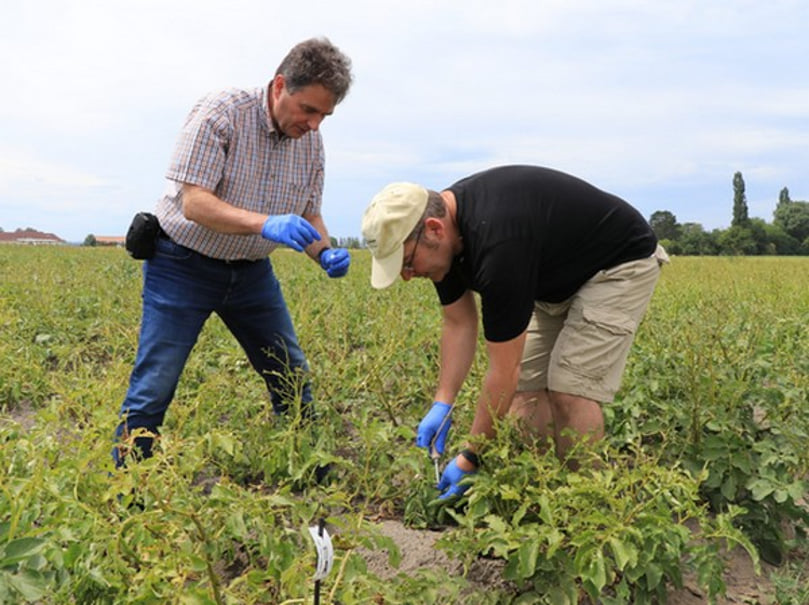 Leaf sampling. Leaf sampling.