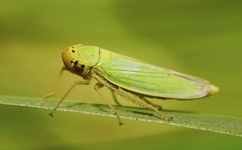 Silent Crop Stressor: Potato Leafhopper in Action