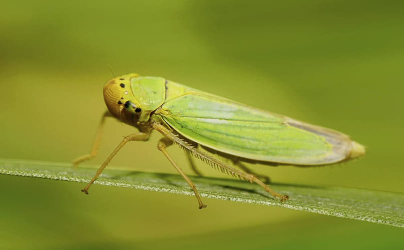 Silent Crop Stressor: Potato Leafhopper in Action Silent Crop Stressor: Potato Leafhopper in Action