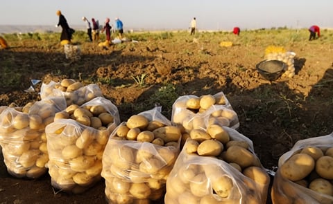 Potato Harvest in Lebanon Potato Harvest in Lebanon