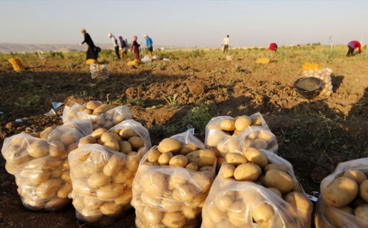 4000 ton of Lebanese potatoes destined for export stuck in transport halfway 4000 ton of Lebanese potatoes destined for export stuck in transport halfway