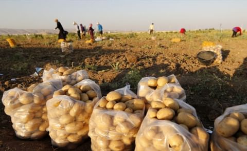 Potato Harvest in Lebanon Potato Harvest in Lebanon