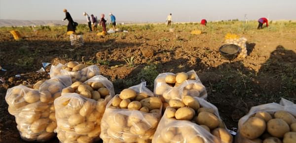 4000 ton of Lebanese potatoes destined for export stuck in transport halfway