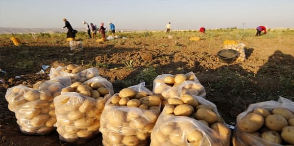 4000 ton of Lebanese potatoes destined for export stuck in transport halfway