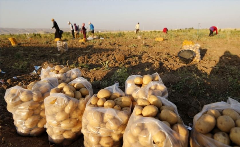 Potato Harvest in Lebanon