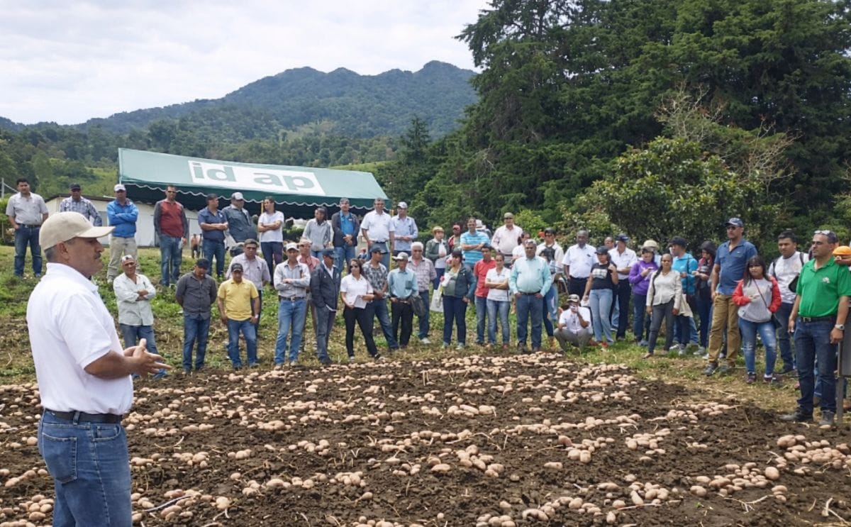 Liberan en Panamá nueva variedad de papa