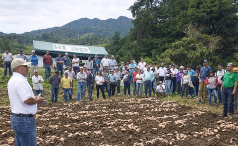 Liberan en Panamá nueva variedad de papa Liberan en Panamá nueva variedad de papa