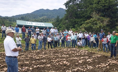 Liberan en Panamá nueva variedad de papa Liberan en Panamá nueva variedad de papa