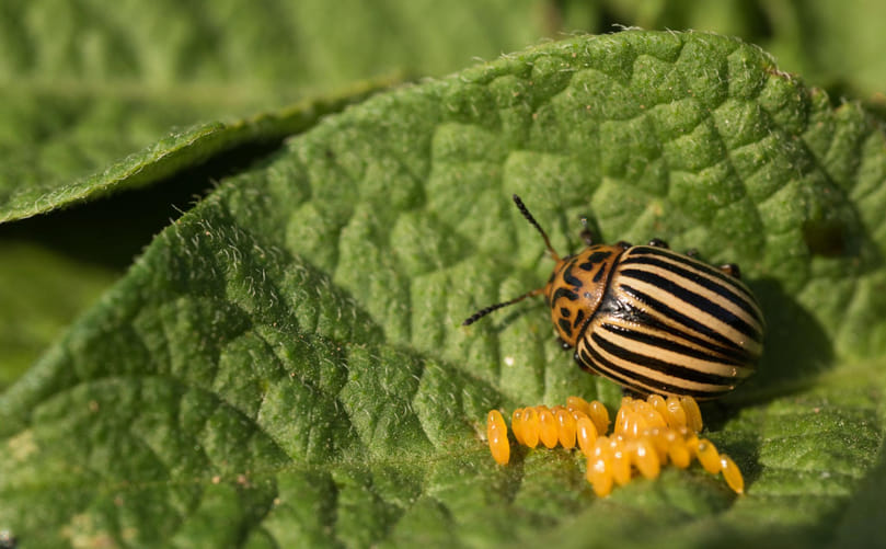 Colorado Potato Beetle Egg Clusters on the Underside of Potato Leaves Colorado Potato Beetle Egg Clusters on the Underside of Potato Leaves