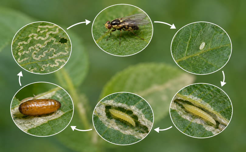 Life Stages of Pea Leafminer Fly: Egg, Larva, Pupa, and Adult