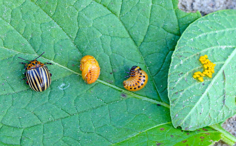 Life Stages of the Colorado Potato Beetle: Egg, Larva, Pupa, and Adult Life Stages of the Colorado Potato Beetle: Egg, Larva, Pupa, and Adult